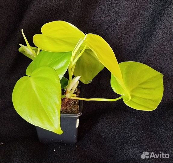 Ароидные лианы - монстеры, эпипремнумы и др