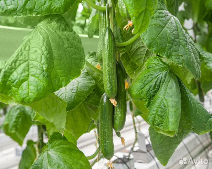 Семена Огурца 