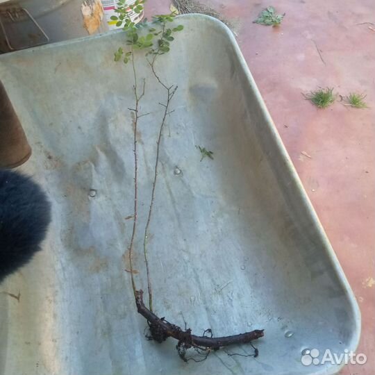 Саженец кустовой розы