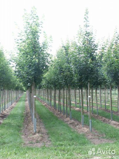 Клен серебристый