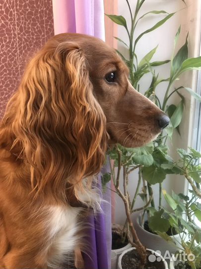 Вязка кобель