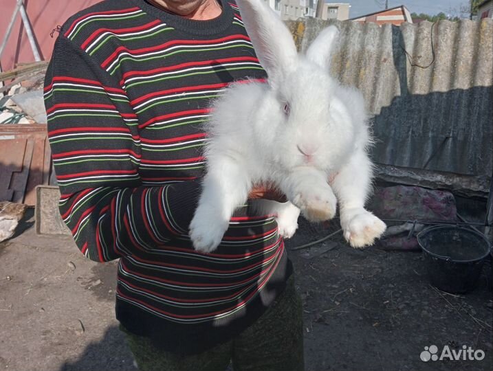 Продам пуховых кроликов