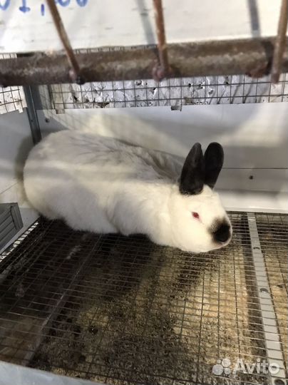 Калифорнийские кролики мясной породы