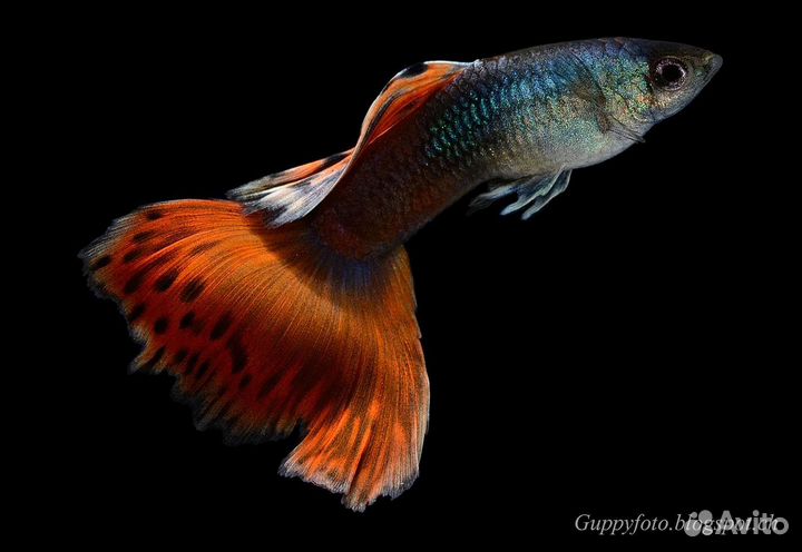 Теодоксус,ампулярии,данио,гуппи,коридорас,растения