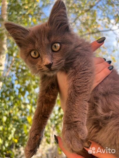 Кошки котят