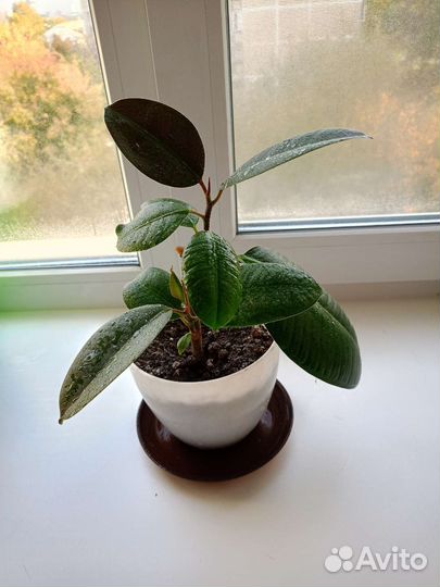 Фикус каучуконосный