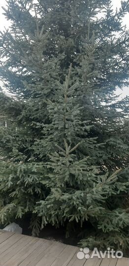 Ель голубая крупномер