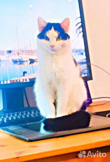 Жила в клетке