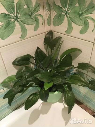 Дримиопмис большой и маленький