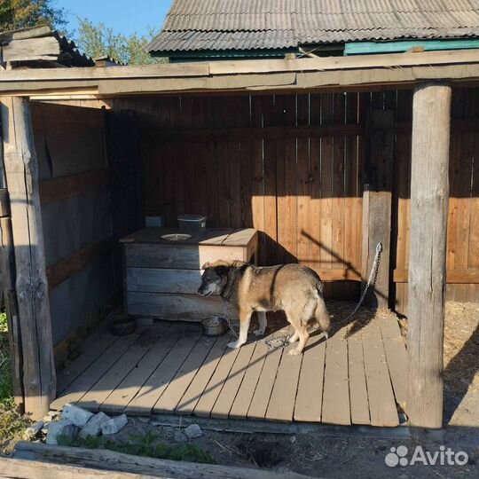 В добрые руки