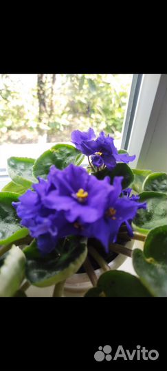 Комнатные цветы