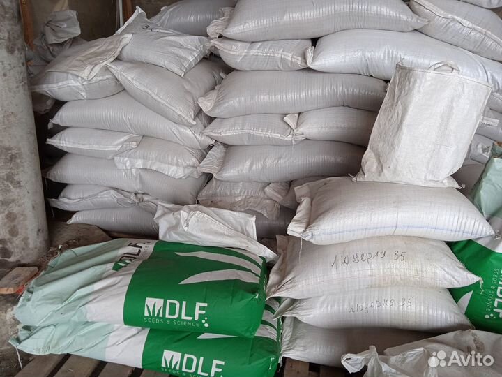 Семена овсяницы луговой