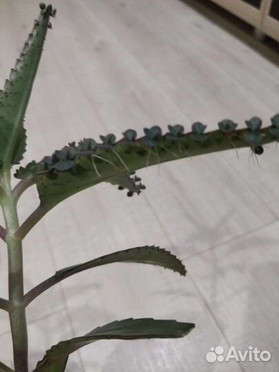 Каланхоэ дегремона (лечебное)