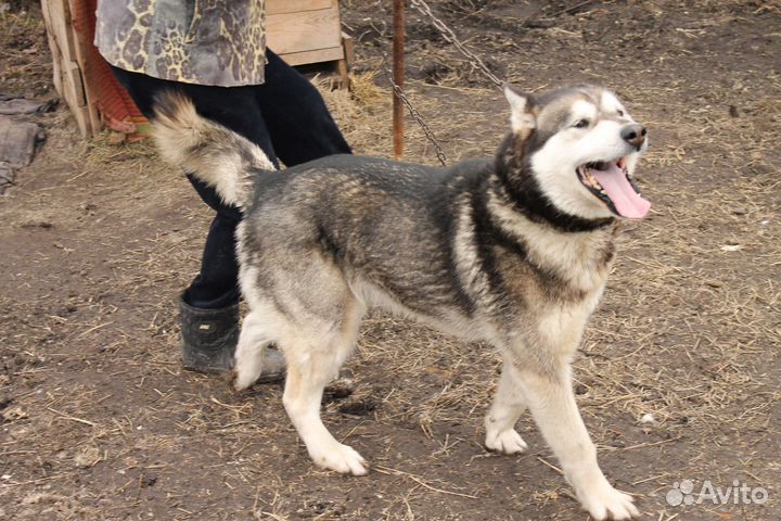 Собака в добрые руки