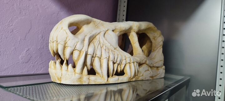 Грот deksi Динозавр, Тирекс, Череп динозавра