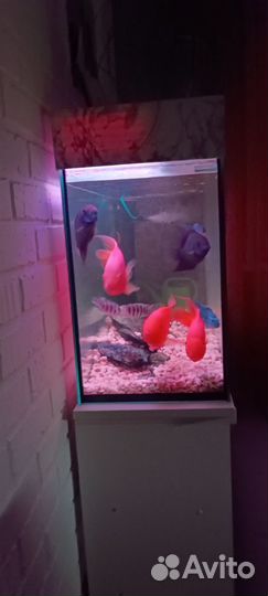 Готовый аквариум с рыбками