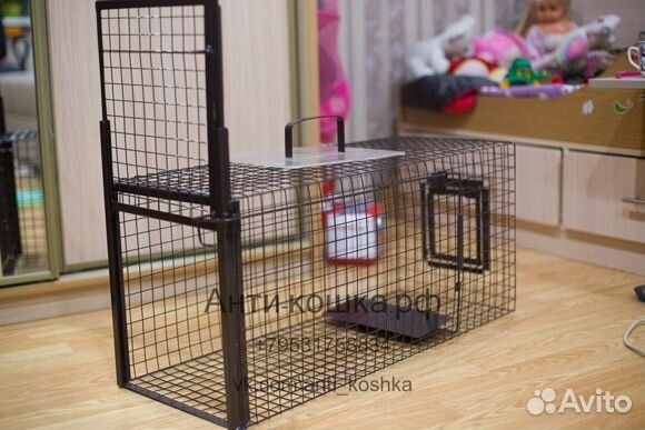 Отлов кошек, котов, котят