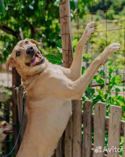 Собака в добрые руки