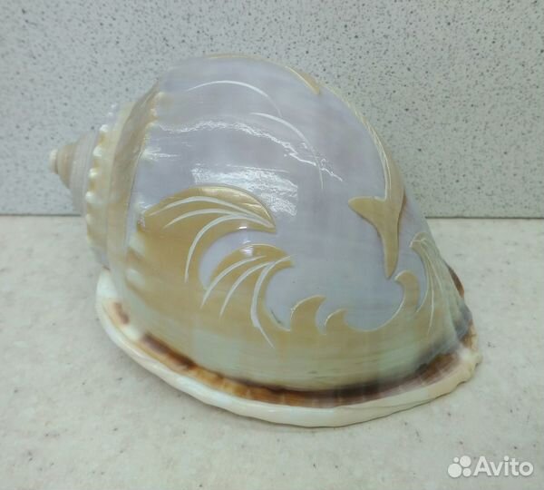 Фалиум с дельфином 10,3 морская ракушка раковина