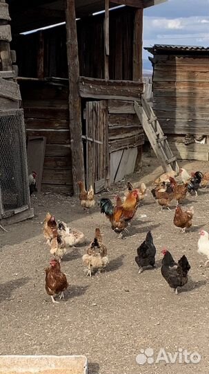 Молодые петухи