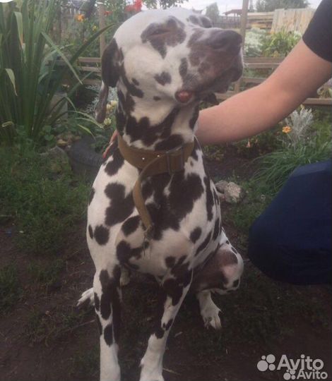 Далматинец вязка