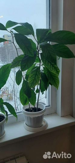 Авокадо, комнатные цветы