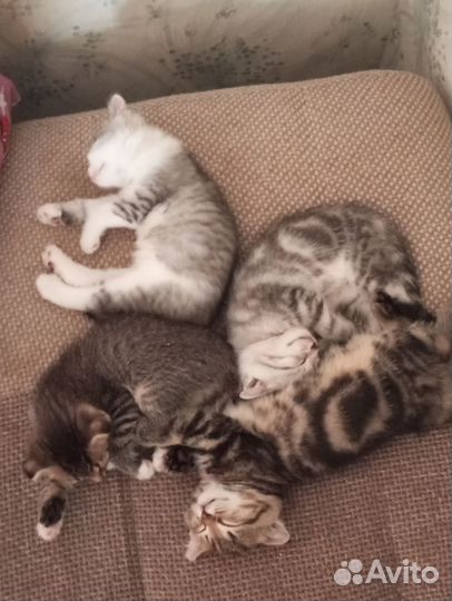 Кошки породистые
