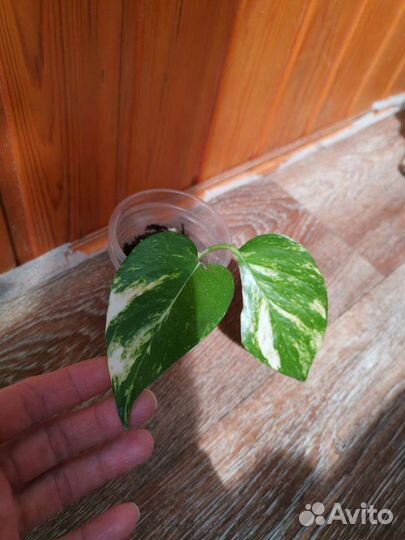 Сциндапсус золотистый