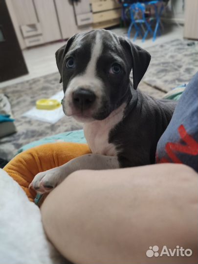 Щенок Амстафф