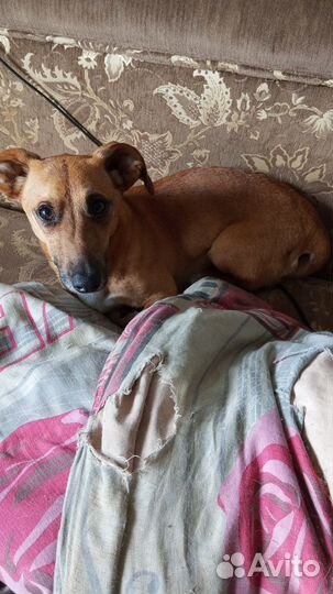 Домашние животные собаки