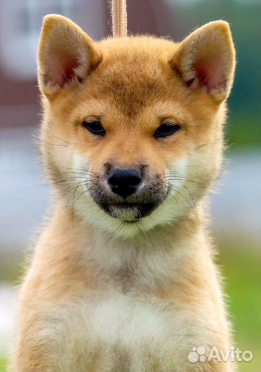 Мальчики Сиба Ину