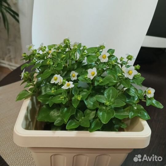 Экзакум (Джульетта)