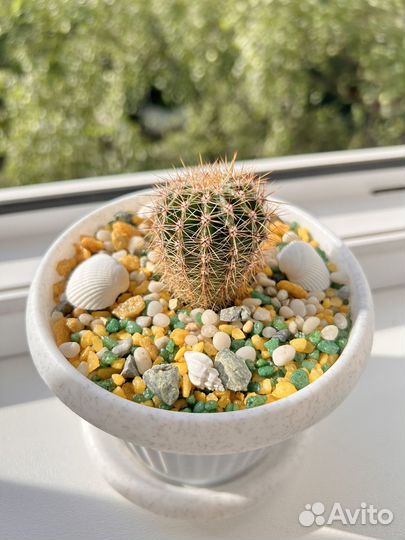 Кактусы. Цветущий сорт. Декор