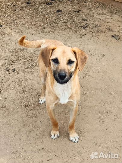 Щенок девочка в добрые руки бесплатно