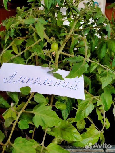 Комнатные цветы, садовые многолетники, рассада