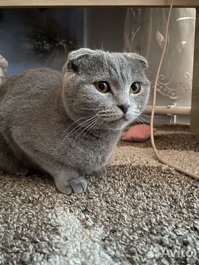Шотландский вислоухий кот
