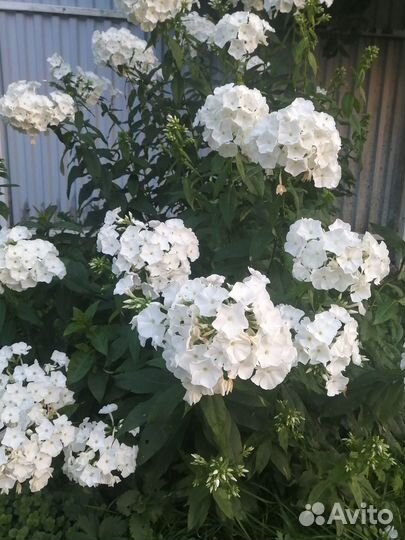 Флоксы многолетние