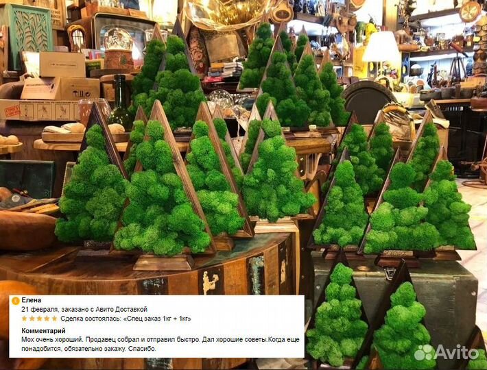 Стабилизированный мох для интерьерных работ