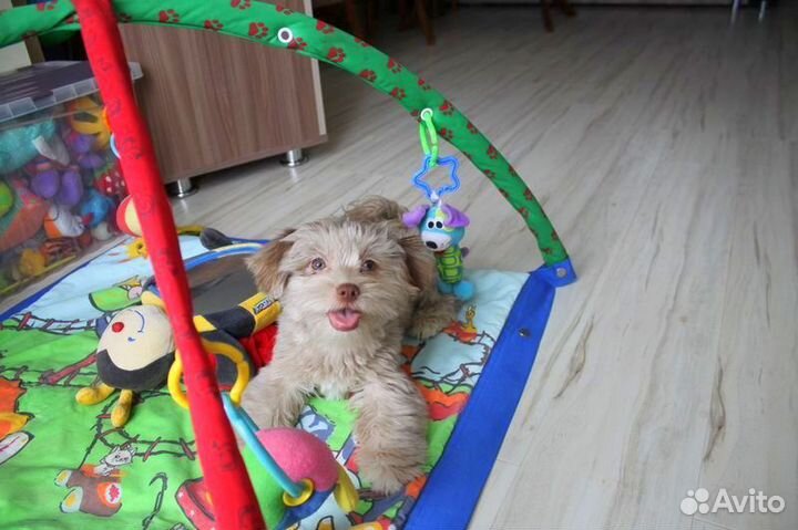 Мальтипушки, девочки