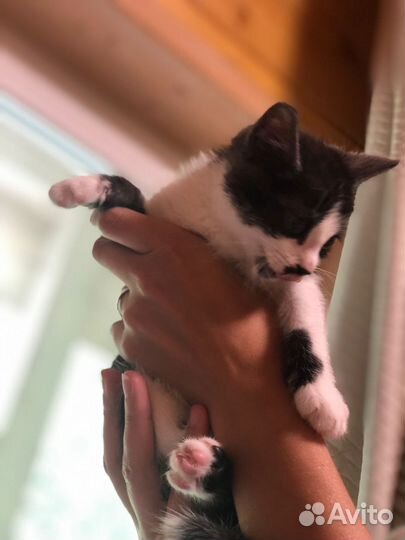 Котенок в добрые руки