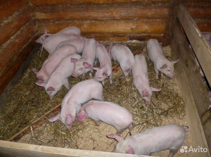 Поросята 1 месяц