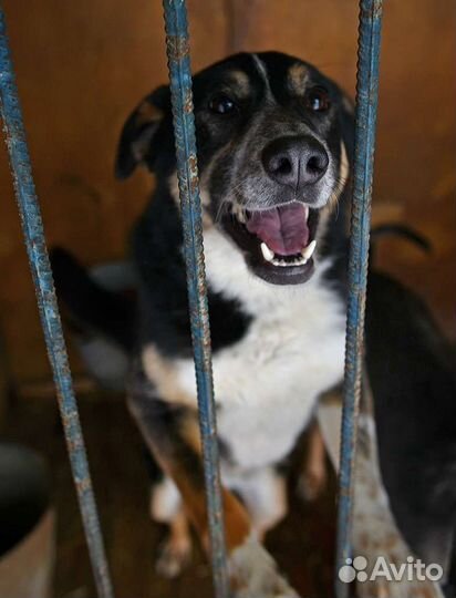 Том - прекрасный пес в добрые руки