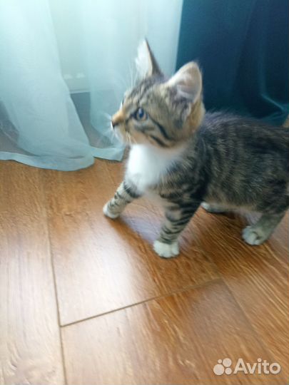 Котенок красавчик Оскар ищет любящий дом