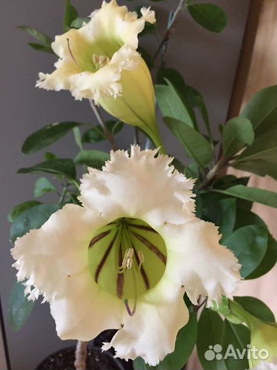 Красивоцветущие экзотические растения