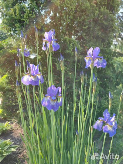 Ирисы