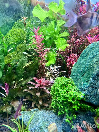 Аквариумеве Растения, Сетка для аквариума