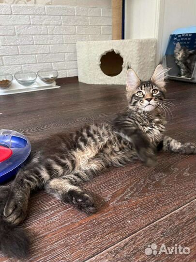 Мейн-кун мальчик редкого лестного окраса