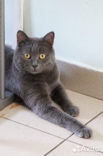 Чудный Гриша