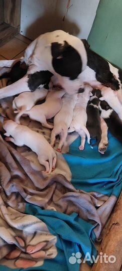 Бронь щенков