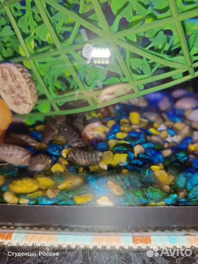 Цихлозома чернополосая